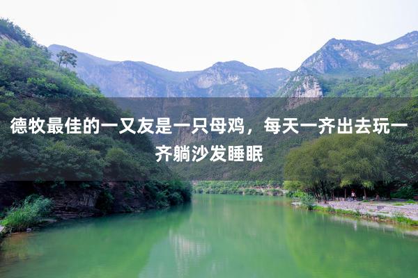 德牧最佳的一又友是一只母鸡，每天一齐出去玩一齐躺沙发睡眠